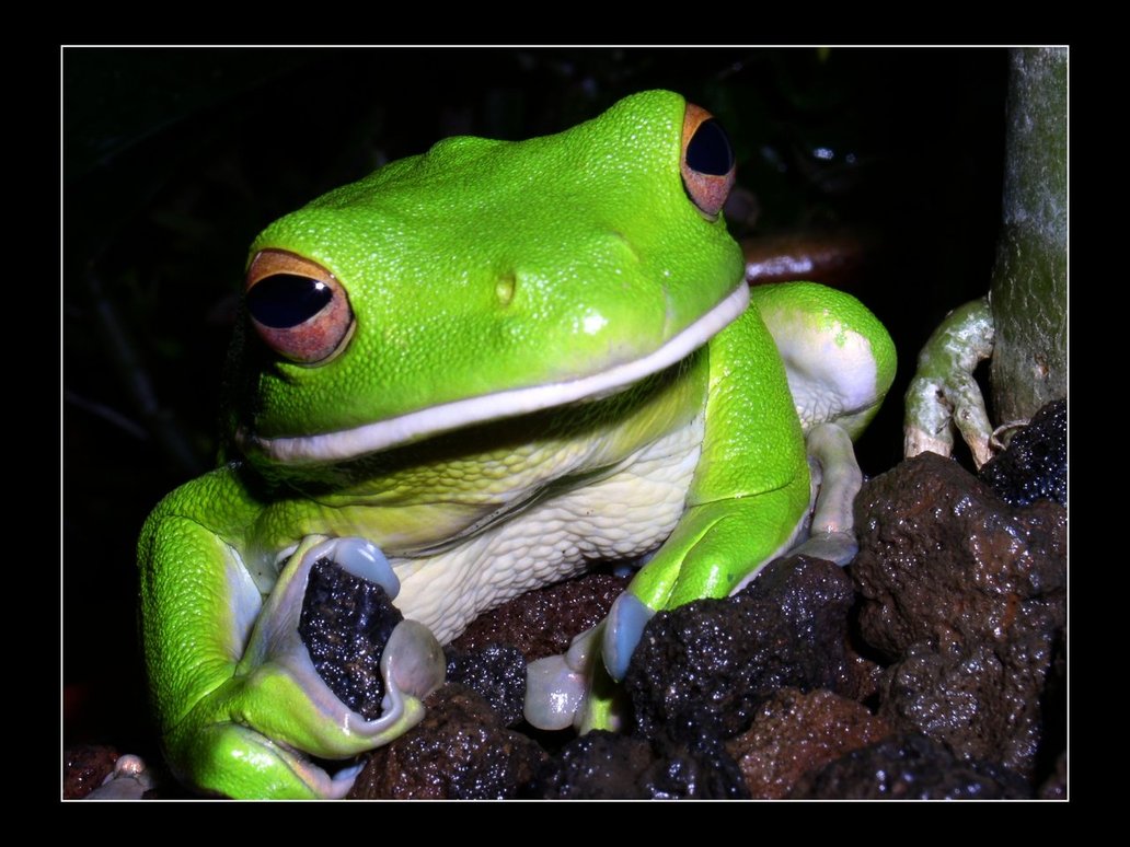 HQ White-lipped Tree Frog Wallpapers | File 138.21Kb