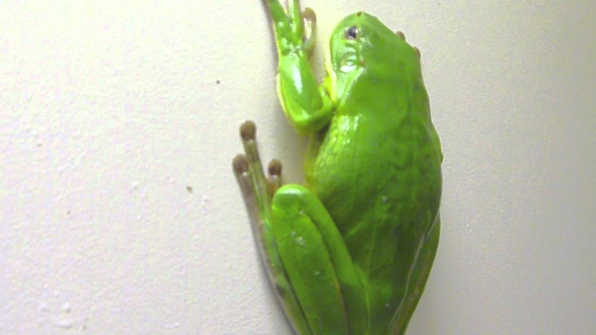 HQ White-lipped Tree Frog Wallpapers | File 102.71Kb