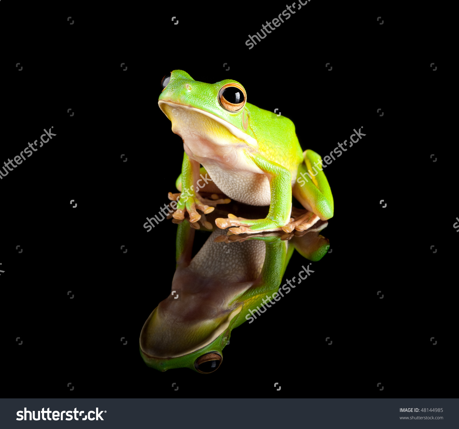 Amazing White-lipped Tree Frog Pictures & Backgrounds
