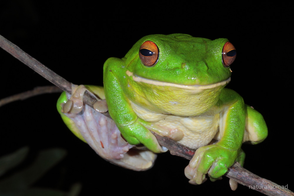 White-lipped Tree Frog Pics, Animal Collection