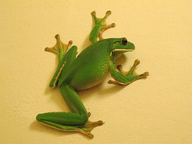HD Quality Wallpaper | Collection: Animal, 660x495 White-lipped Tree Frog