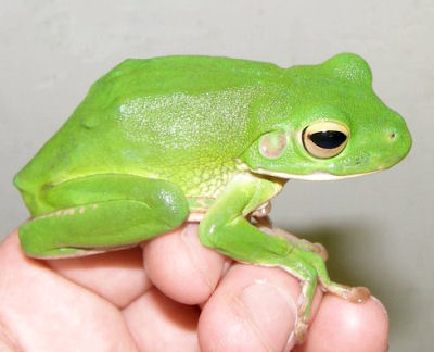 Images of White-lipped Tree Frog | 400x324