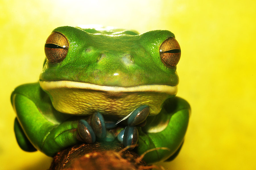 HQ White-lipped Tree Frog Wallpapers | File 112.36Kb