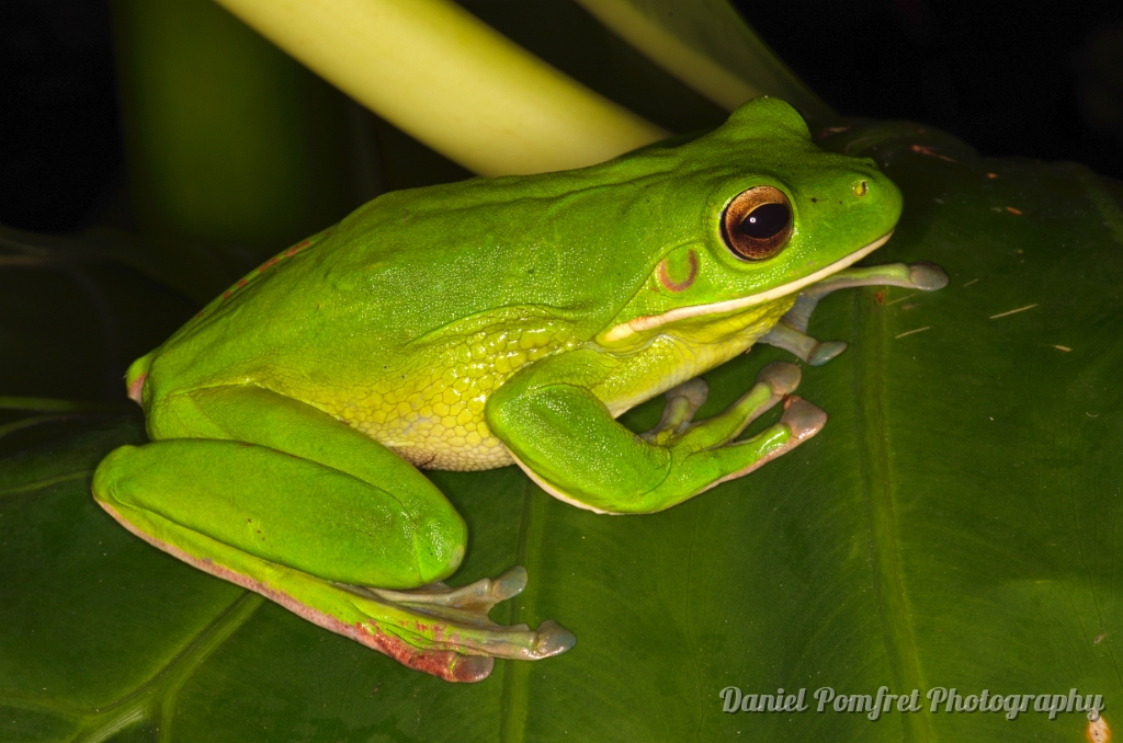 White-lipped Tree Frog Backgrounds, Compatible - PC, Mobile, Gadgets| 1024x678 px
