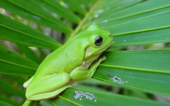 White-lipped Tree Frog #3