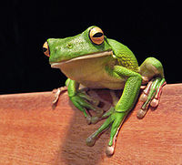 Images of White-lipped Tree Frog | 200x181