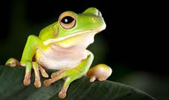 Amazing White-lipped Tree Frog Pictures & Backgrounds