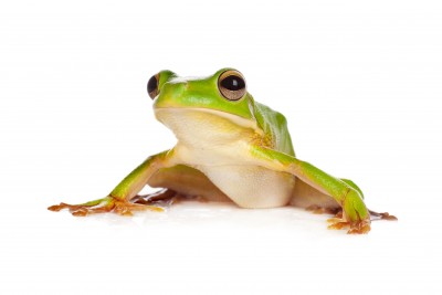 White-lipped Tree Frog Pics, Animal Collection