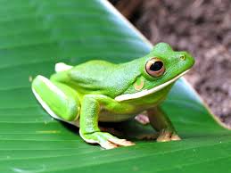 Nice Images Collection: White-lipped Tree Frog Desktop Wallpapers