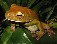 White-lipped Tree Frog High Quality Background on Wallpapers Vista