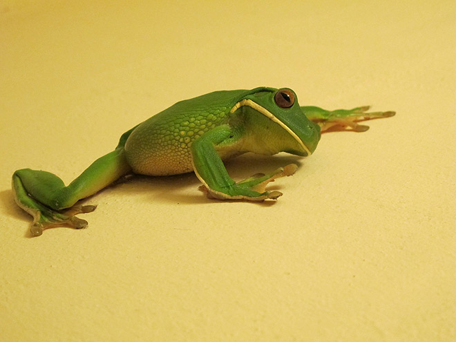 White-lipped Tree Frog #10