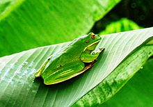 Images of White-lipped Tree Frog | 220x154