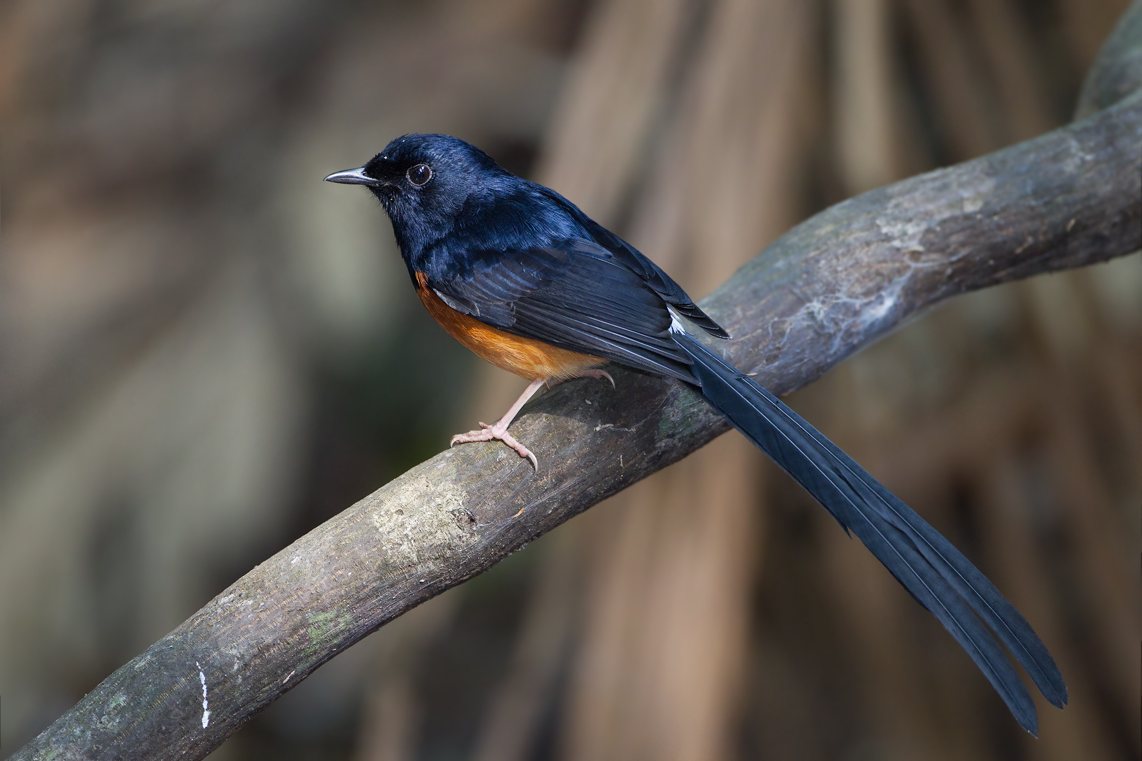 White-rumped Shama Pics, Animal Collection