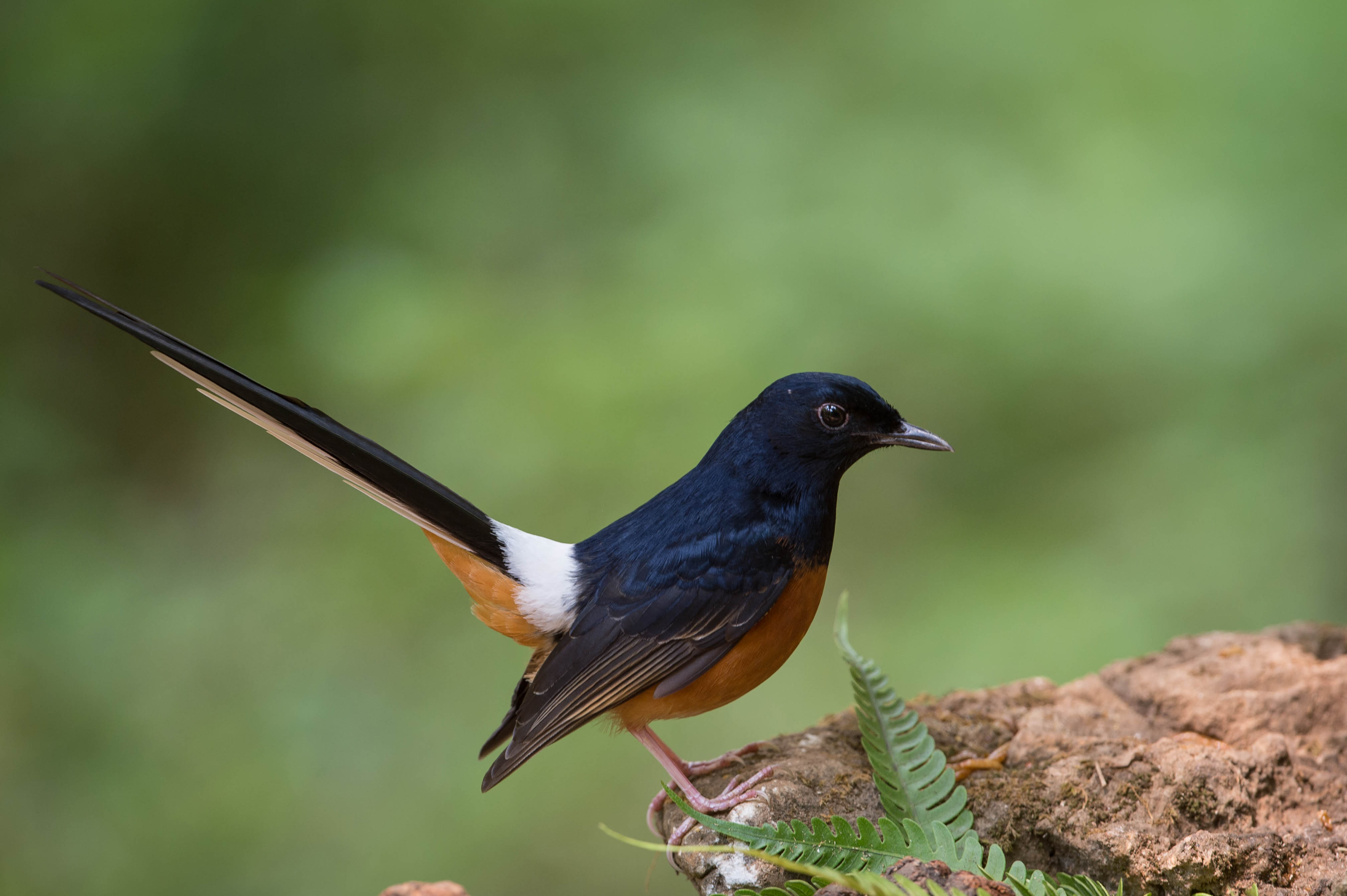 Nice wallpapers White-rumped Shama 4032x2684px
