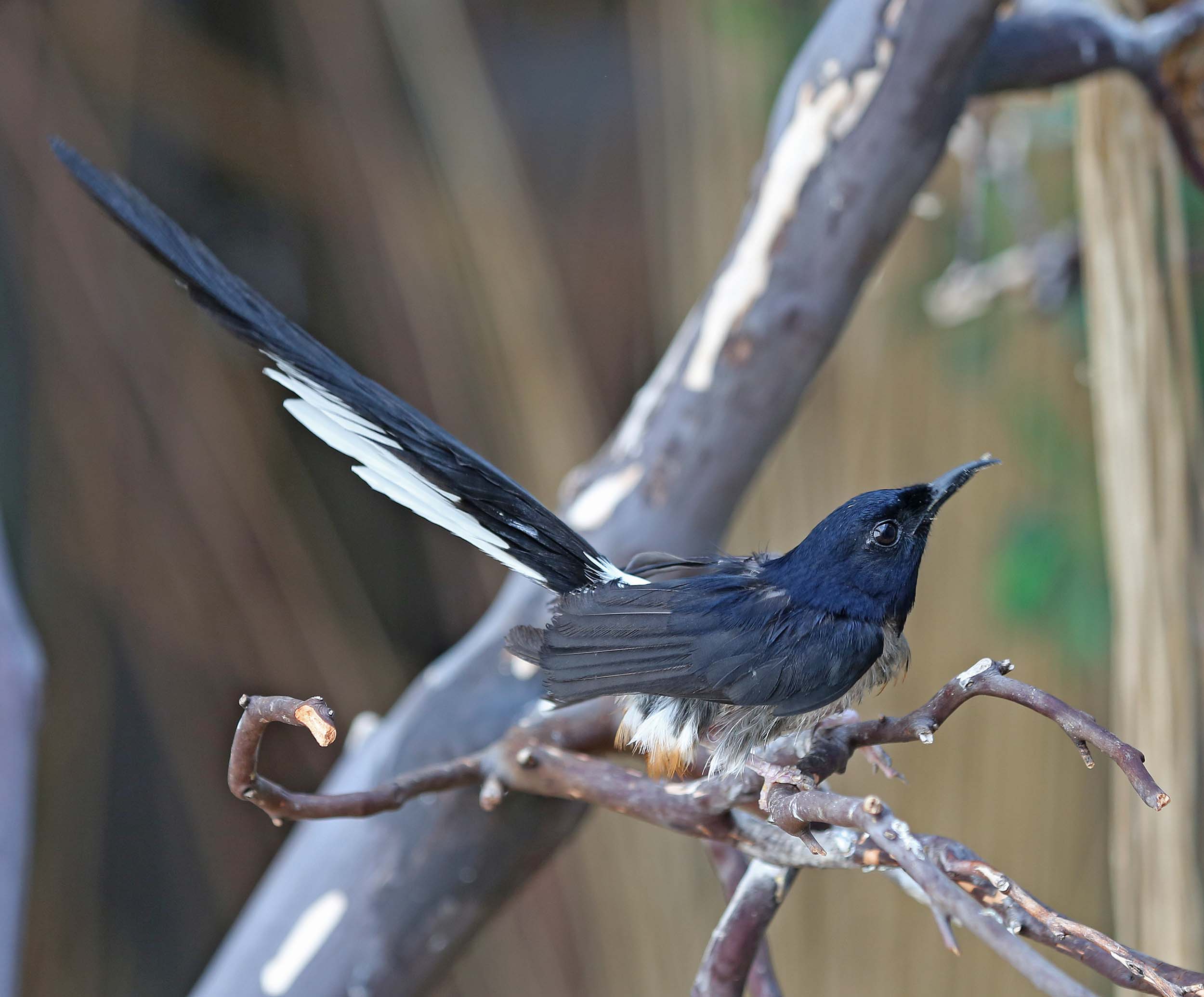 White-rumped Shama Pics, Animal Collection