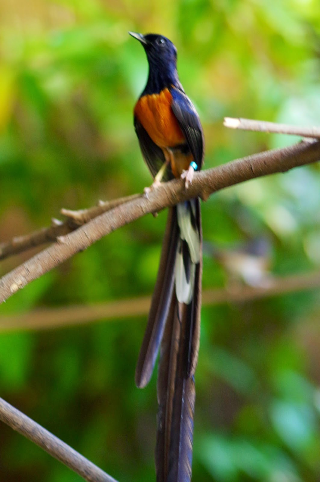 Nice wallpapers White-rumped Shama 1064x1600px