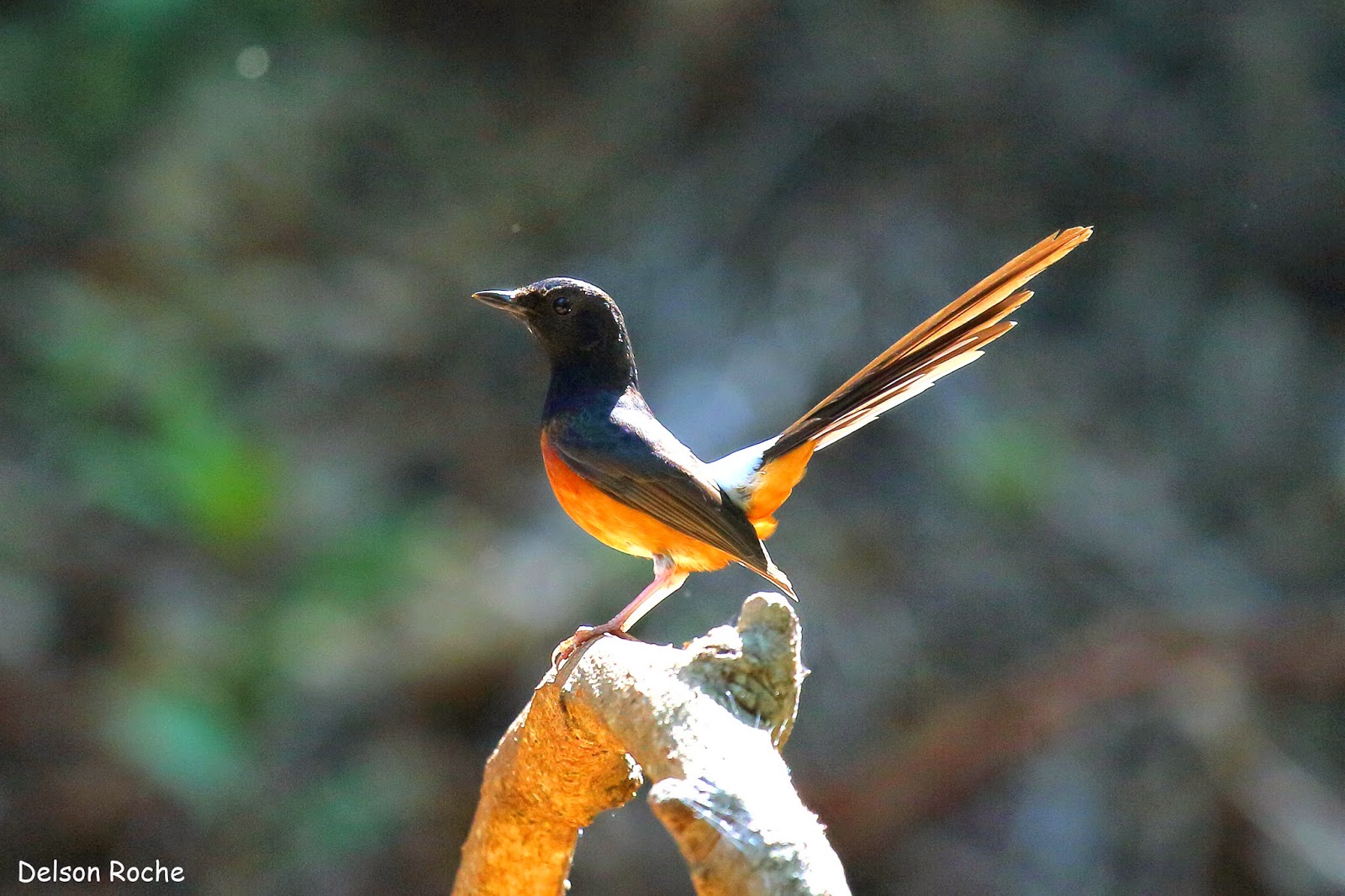Amazing White-rumped Shama Pictures & Backgrounds