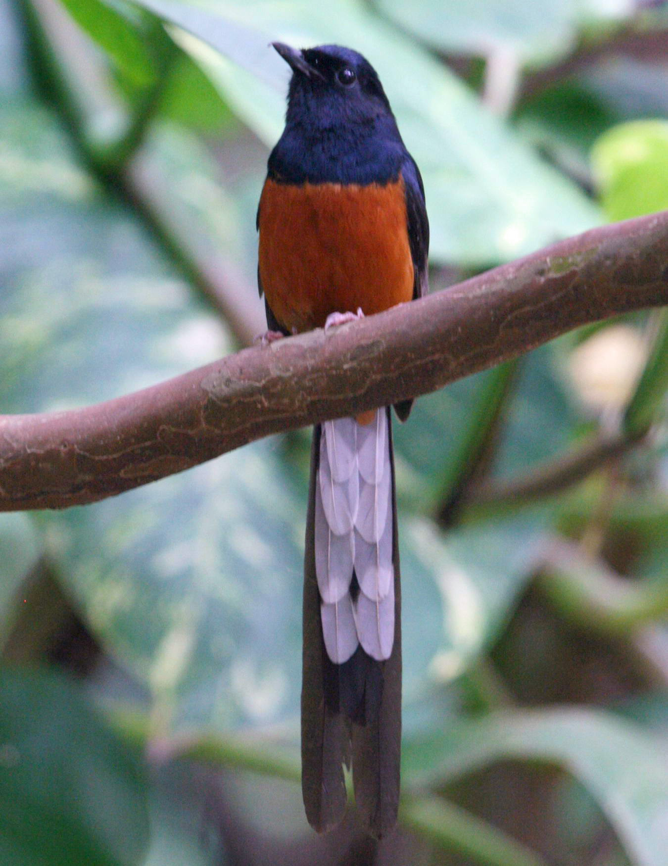 Nice wallpapers White-rumped Shama 1350x1750px