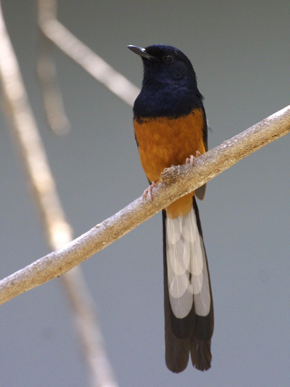 Amazing White-rumped Shama Pictures & Backgrounds