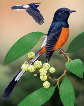 322x402 > White-rumped Shama Wallpapers