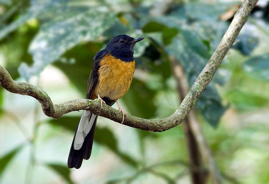 White-rumped Shama Backgrounds, Compatible - PC, Mobile, Gadgets| 874x600 px