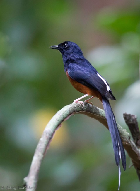 White-rumped Shama High Quality Background on Wallpapers Vista