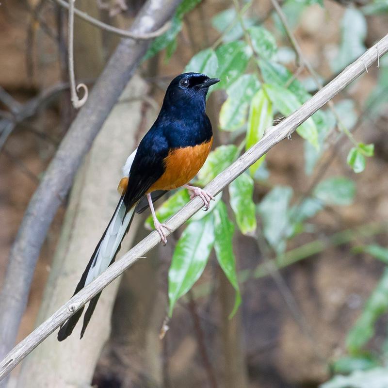 800x800 > White-rumped Shama Wallpapers