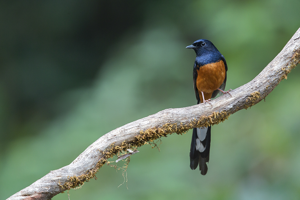 Nice Images Collection: White-rumped Shama Desktop Wallpapers