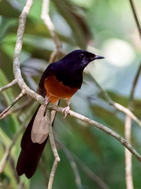White-rumped Shama Backgrounds, Compatible - PC, Mobile, Gadgets| 600x800 px