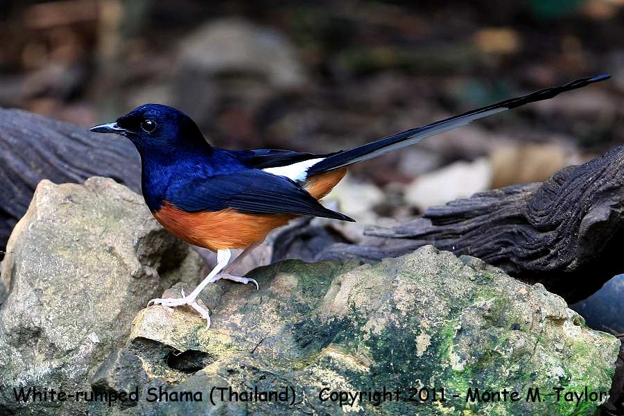 900x600 > White-rumped Shama Wallpapers