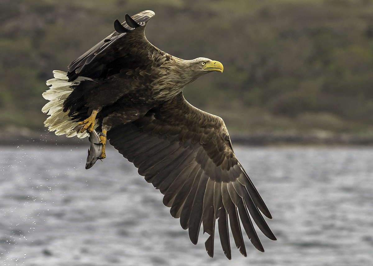 Nice wallpapers White-tailed Eagle 1200x857px