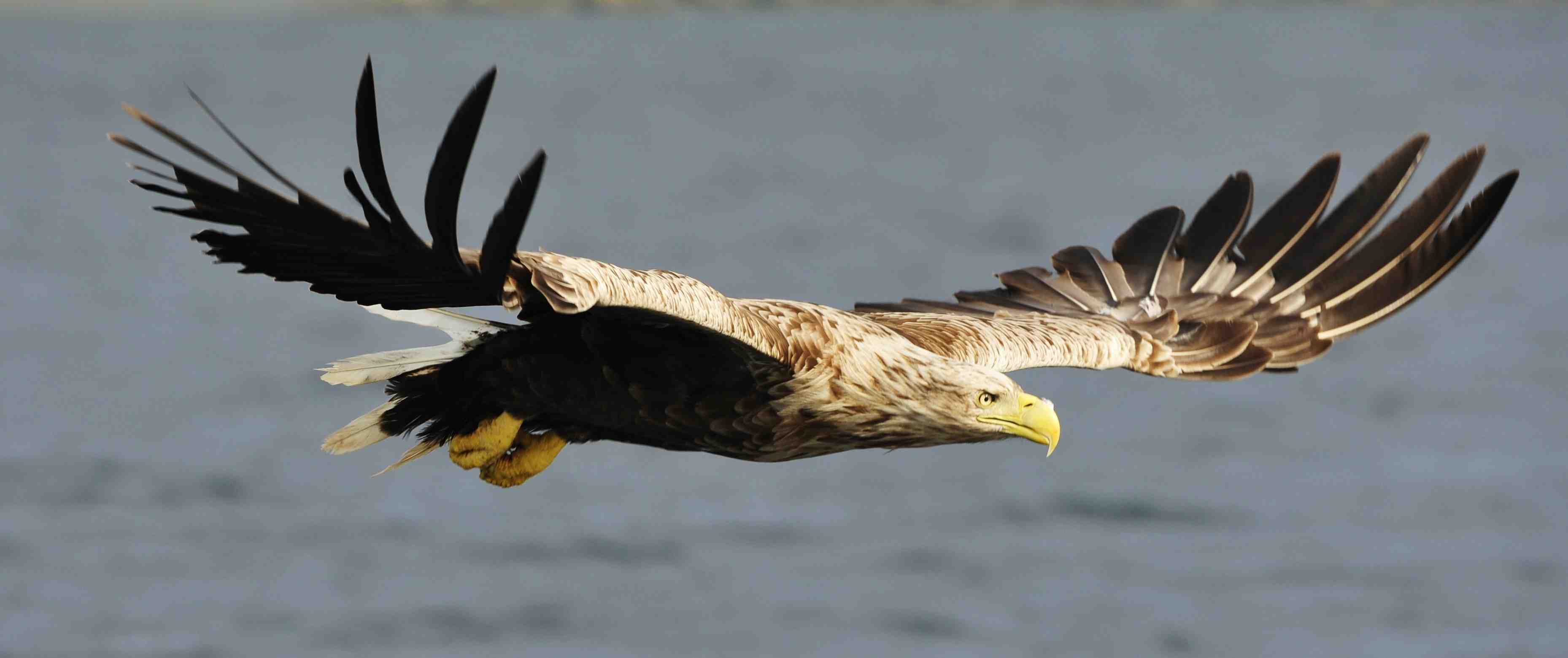 White-tailed Eagle Backgrounds on Wallpapers Vista