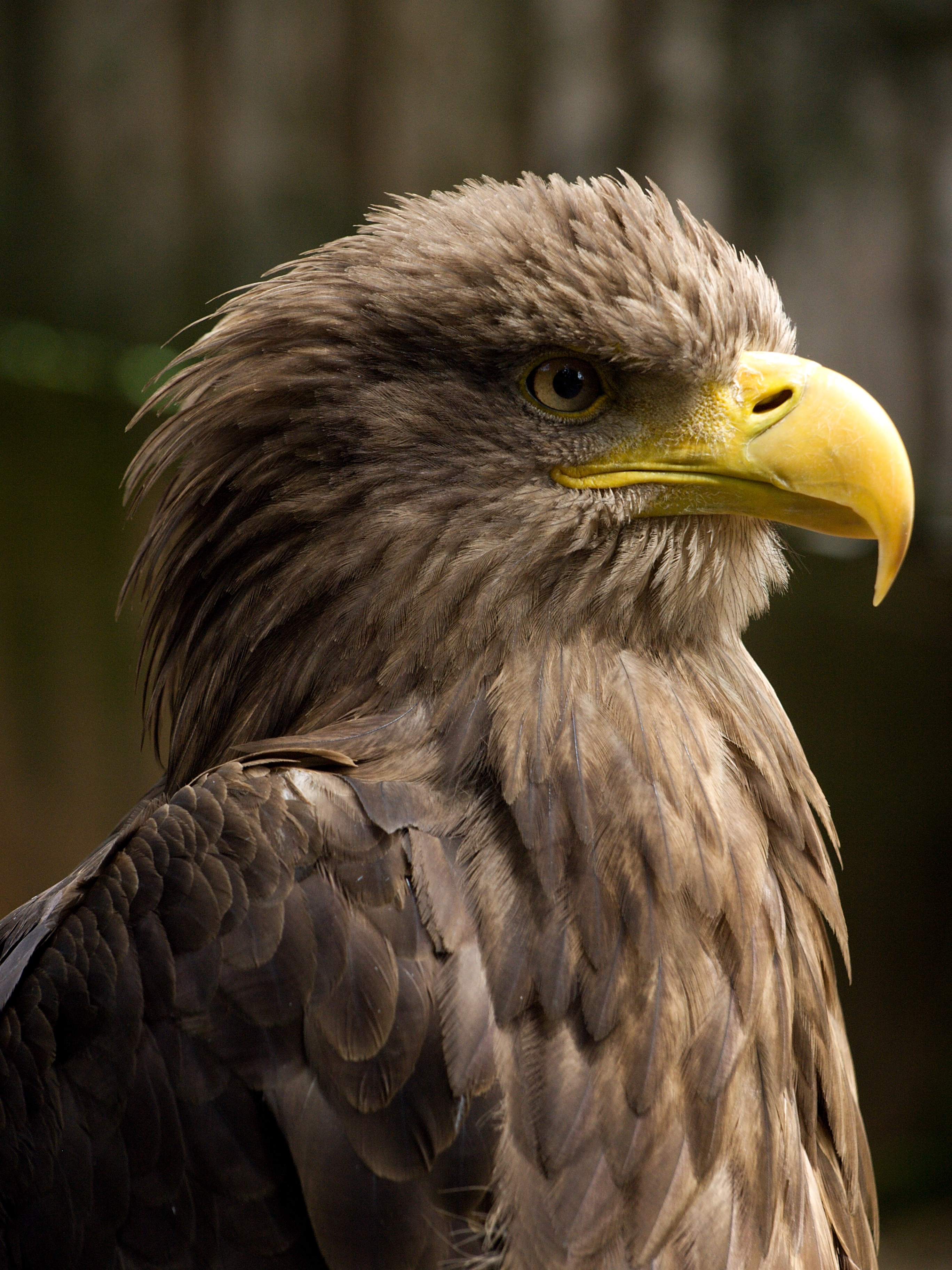 HD Quality Wallpaper | Collection: Animal, 2736x3648 White-tailed Eagle