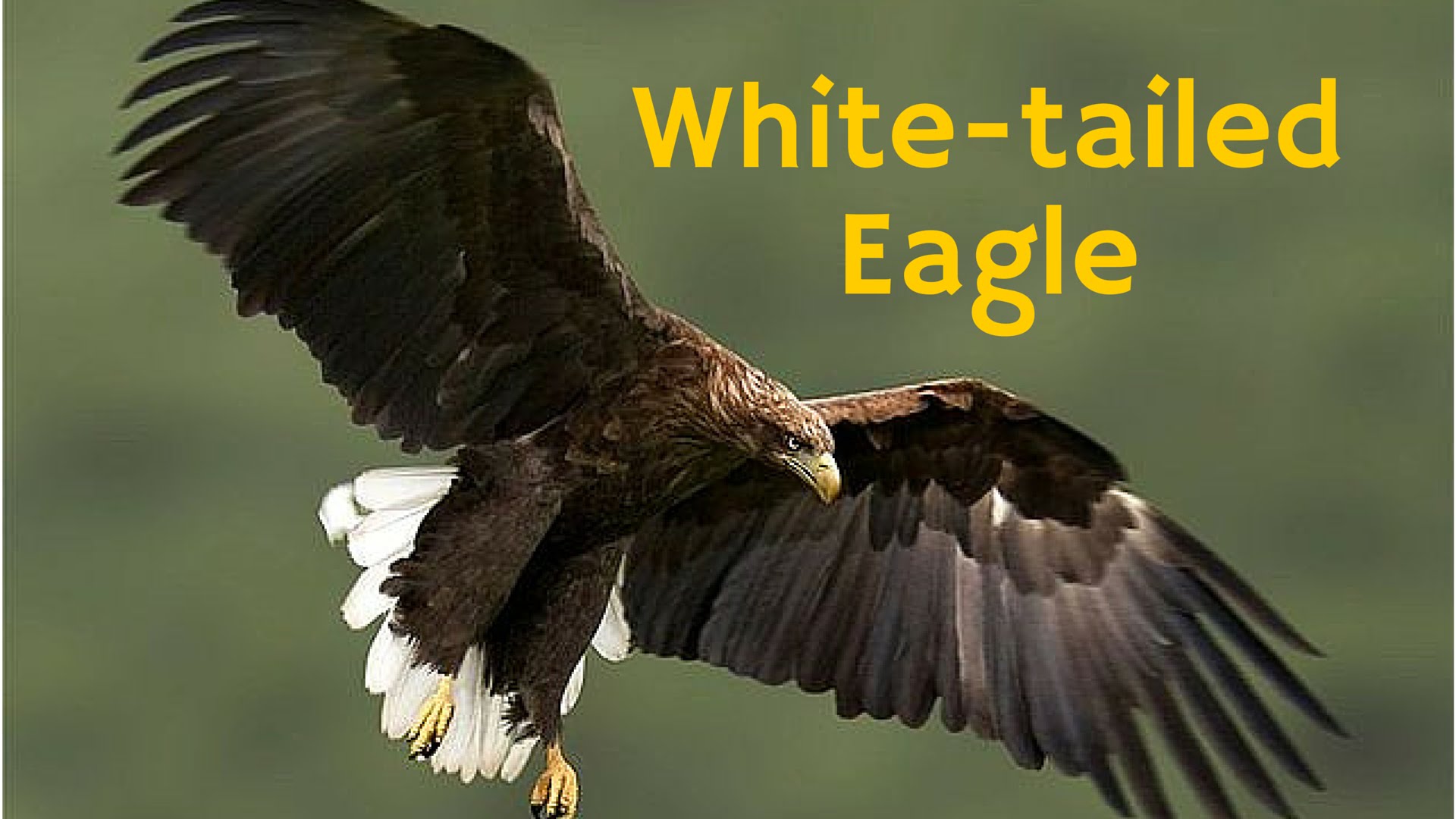 Amazing White-tailed Eagle Pictures & Backgrounds