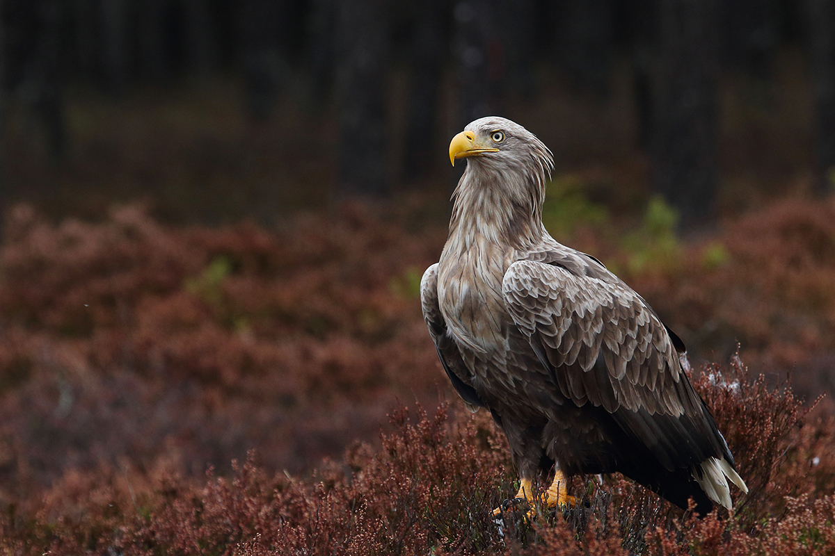 Nice wallpapers White-tailed Eagle 1200x800px