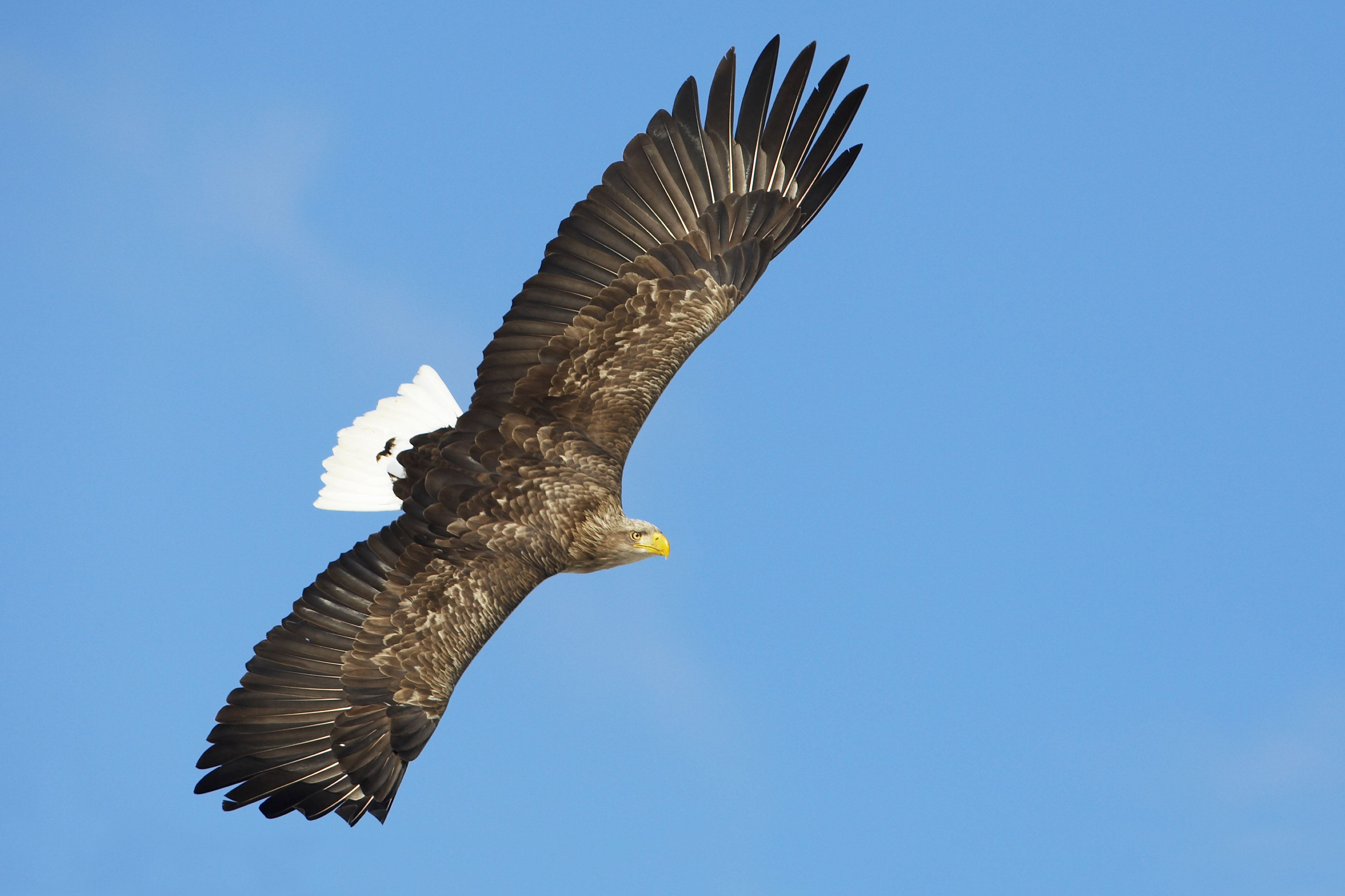 White-tailed Eagle Backgrounds on Wallpapers Vista
