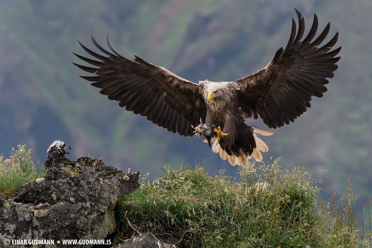 White-tailed Eagle Backgrounds, Compatible - PC, Mobile, Gadgets| 1200x800 px