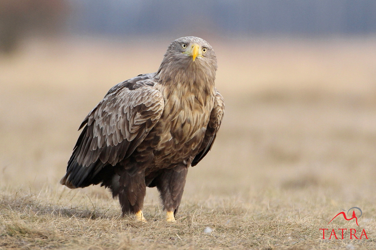HQ White-tailed Eagle Wallpapers | File 812.35Kb