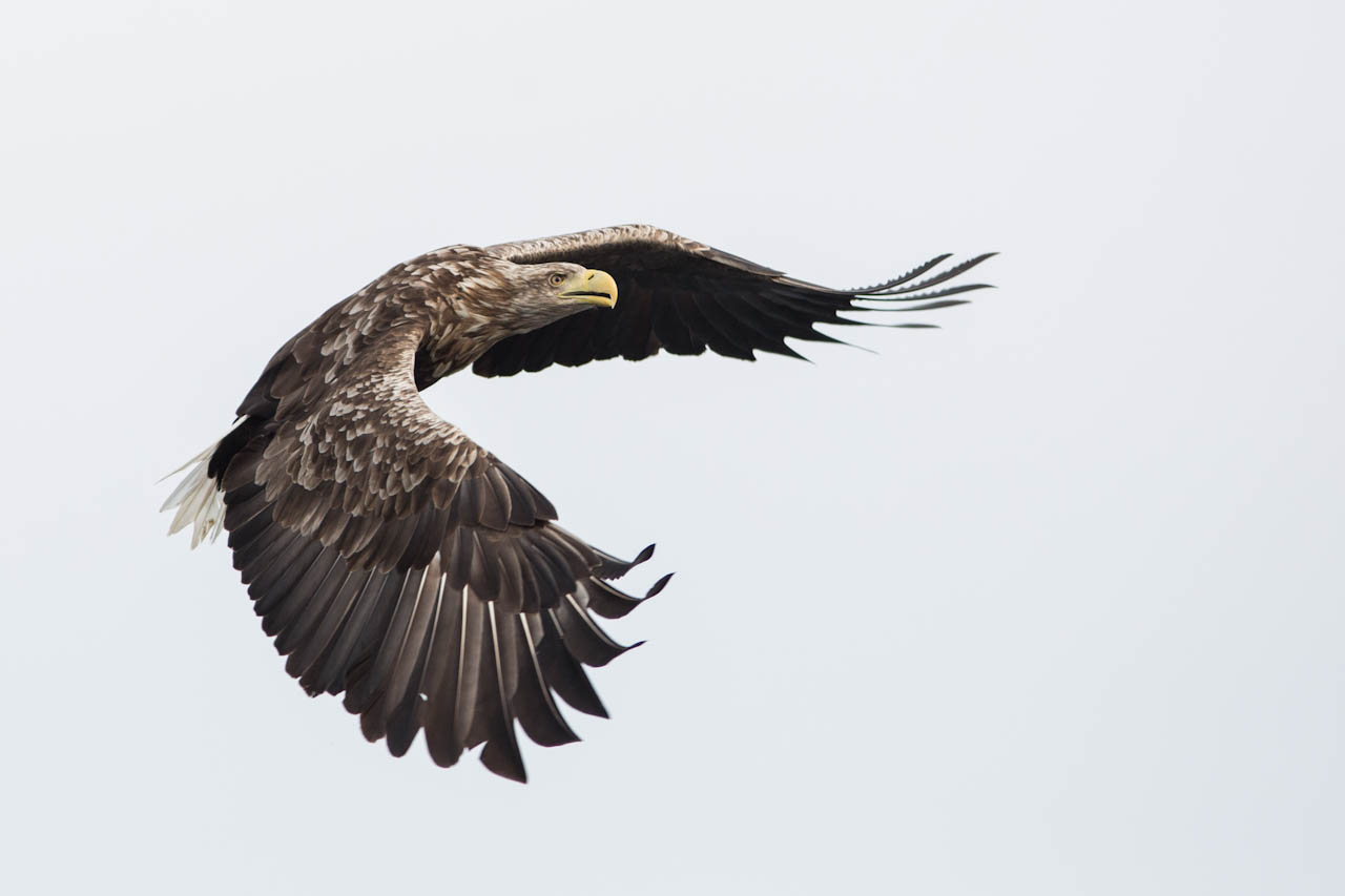 High Resolution Wallpaper | White-tailed Eagle 1280x853 px
