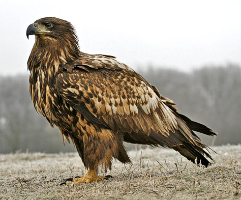 Nice wallpapers White-tailed Eagle 474x393px