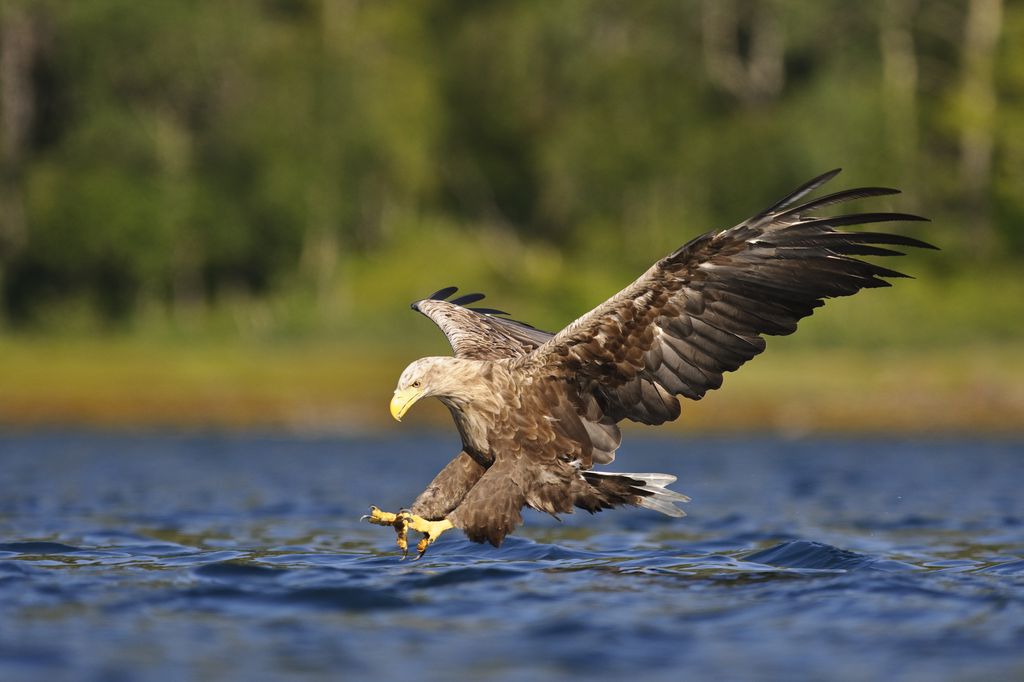 White-tailed Eagle Pics, Animal Collection