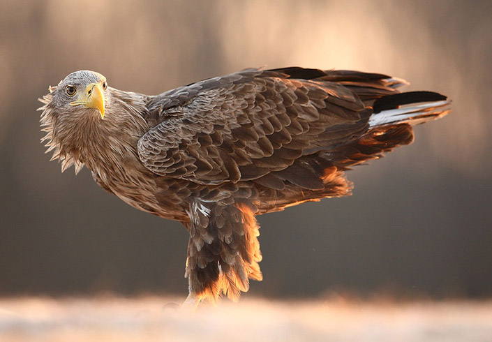 705x490 > White-tailed Eagle Wallpapers