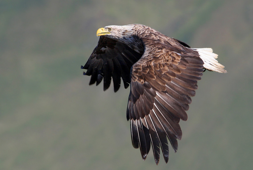 White-tailed Eagle Pics, Animal Collection