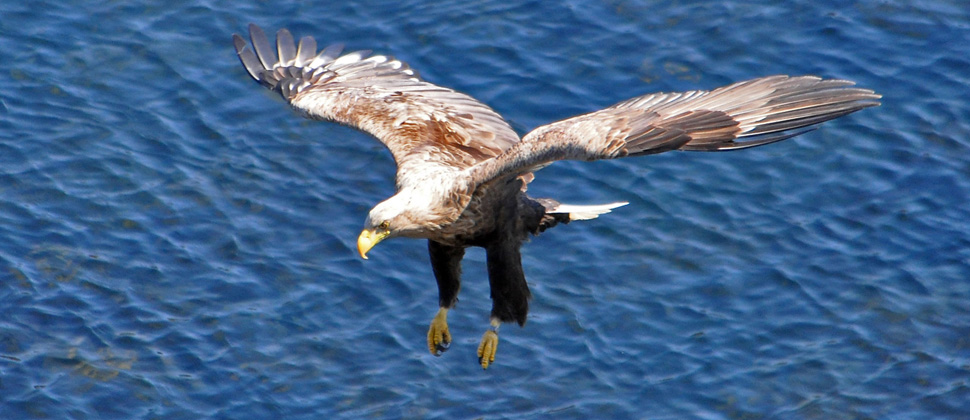 Amazing White-tailed Eagle Pictures & Backgrounds