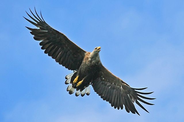 White-tailed Eagle #3