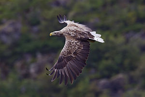HD Quality Wallpaper | Collection: Animal, 300x200 White-tailed Eagle