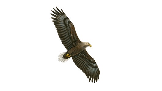 White-tailed Eagle #9