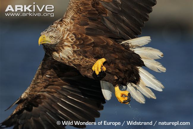 White-tailed Eagle #14