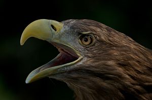 HQ White-tailed Eagle Wallpapers | File 12.18Kb