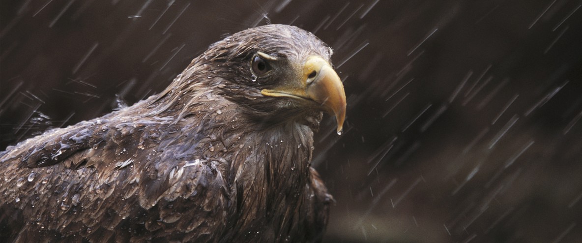 White-tailed Eagle HD wallpapers, Desktop wallpaper - most viewed